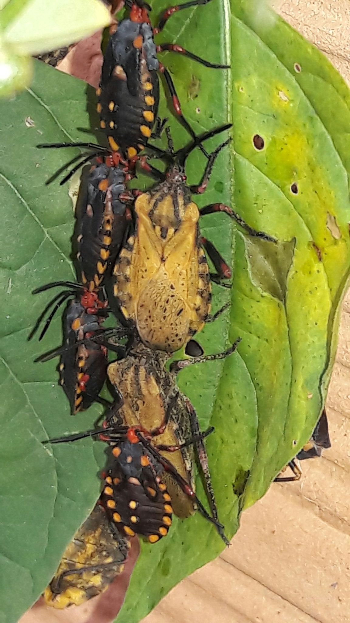 Spartocera