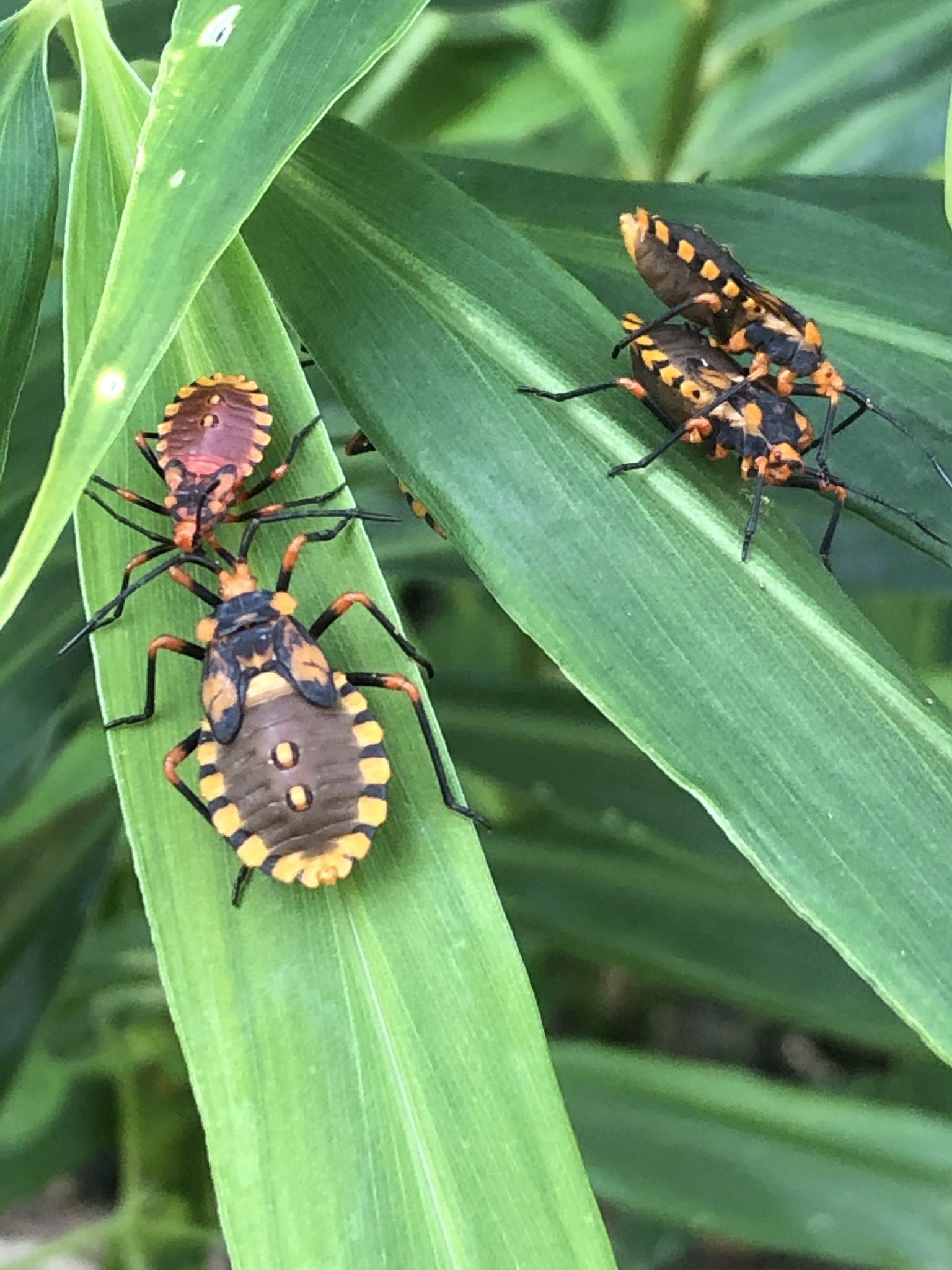 Spartocera