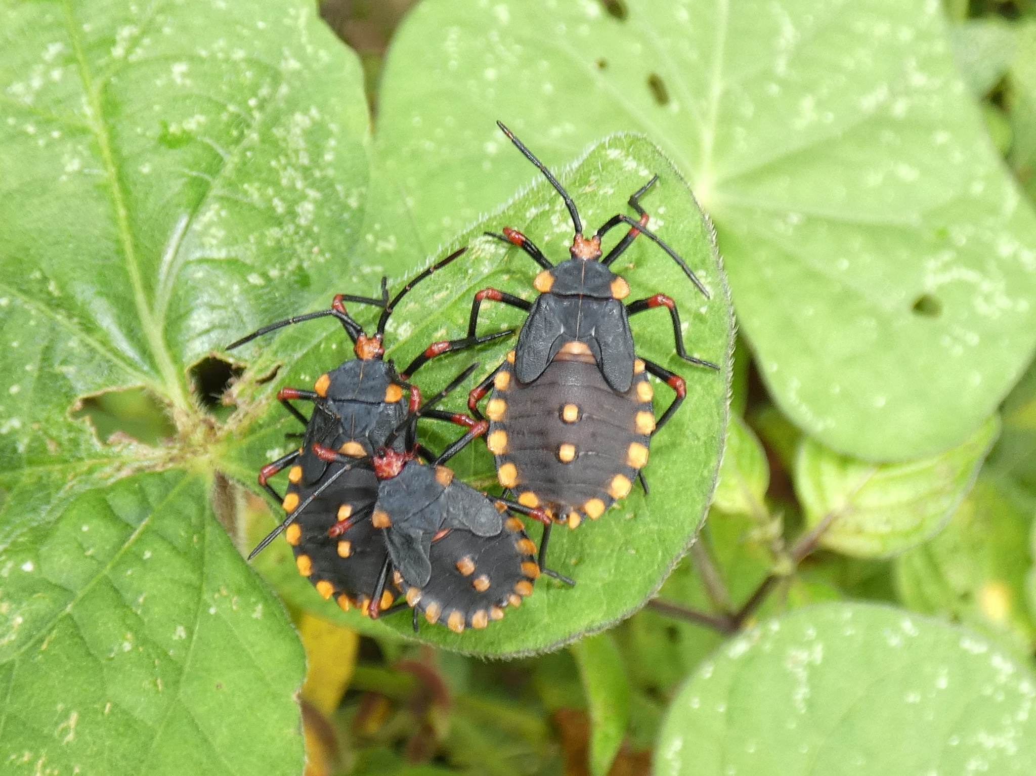 Spartocera