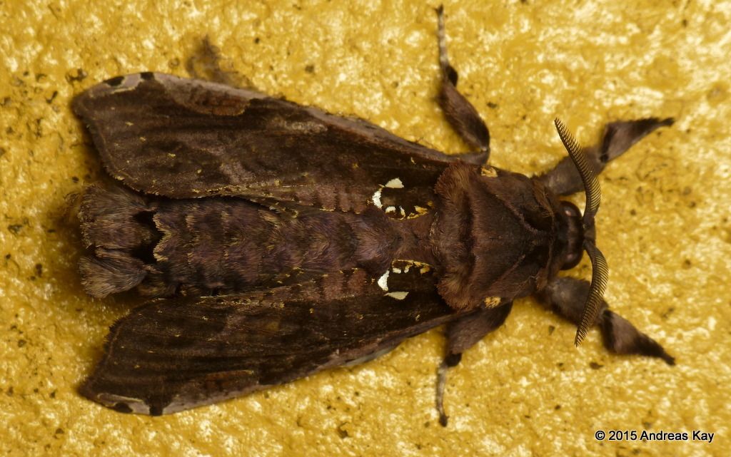 Langsdorfia lunifera
