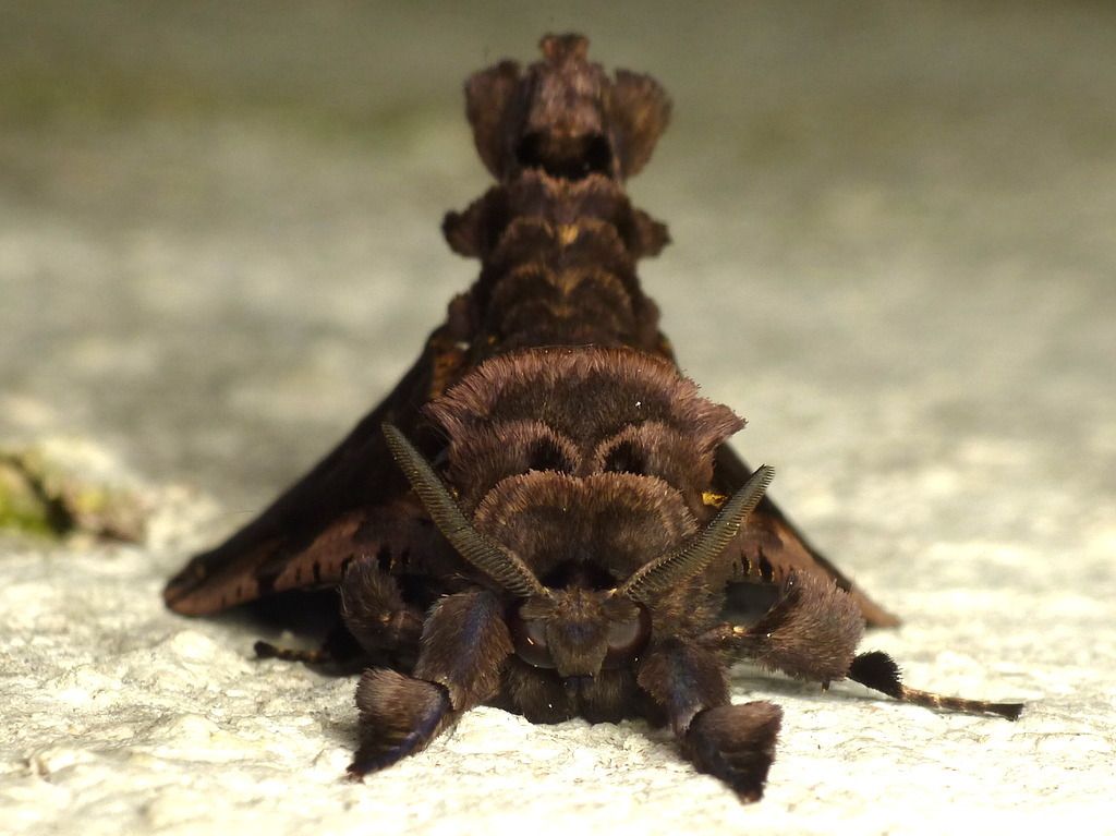 Langsdorfia lunifera