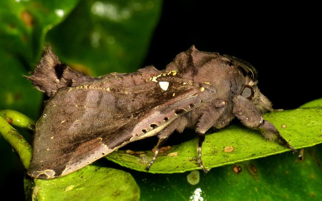 Langsdorfia lunifera