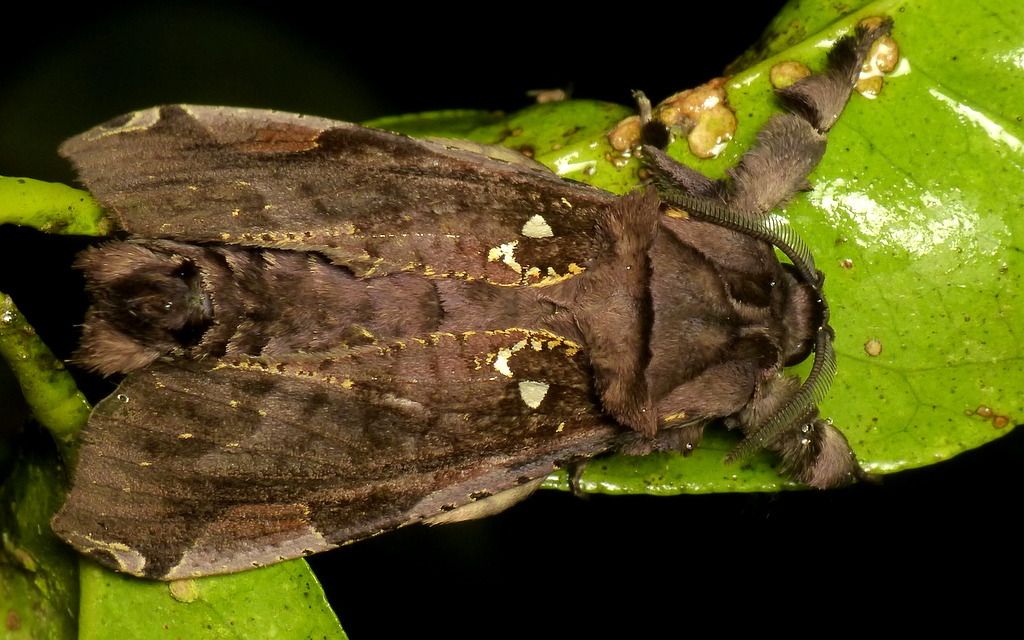 Langsdorfia lunifera
