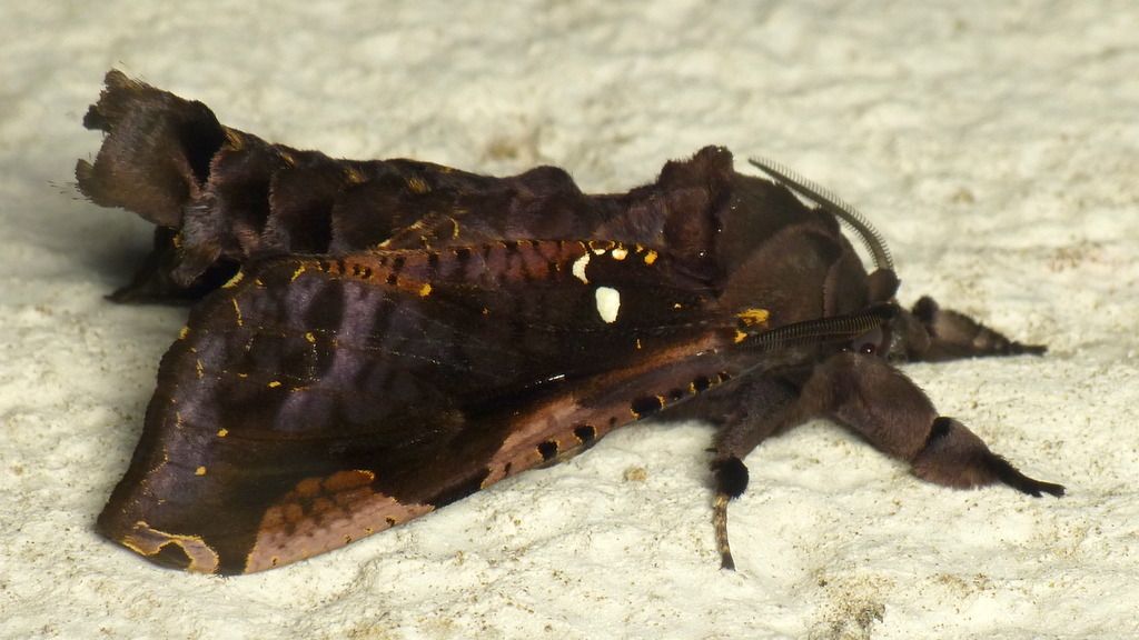 Langsdorfia lunifera