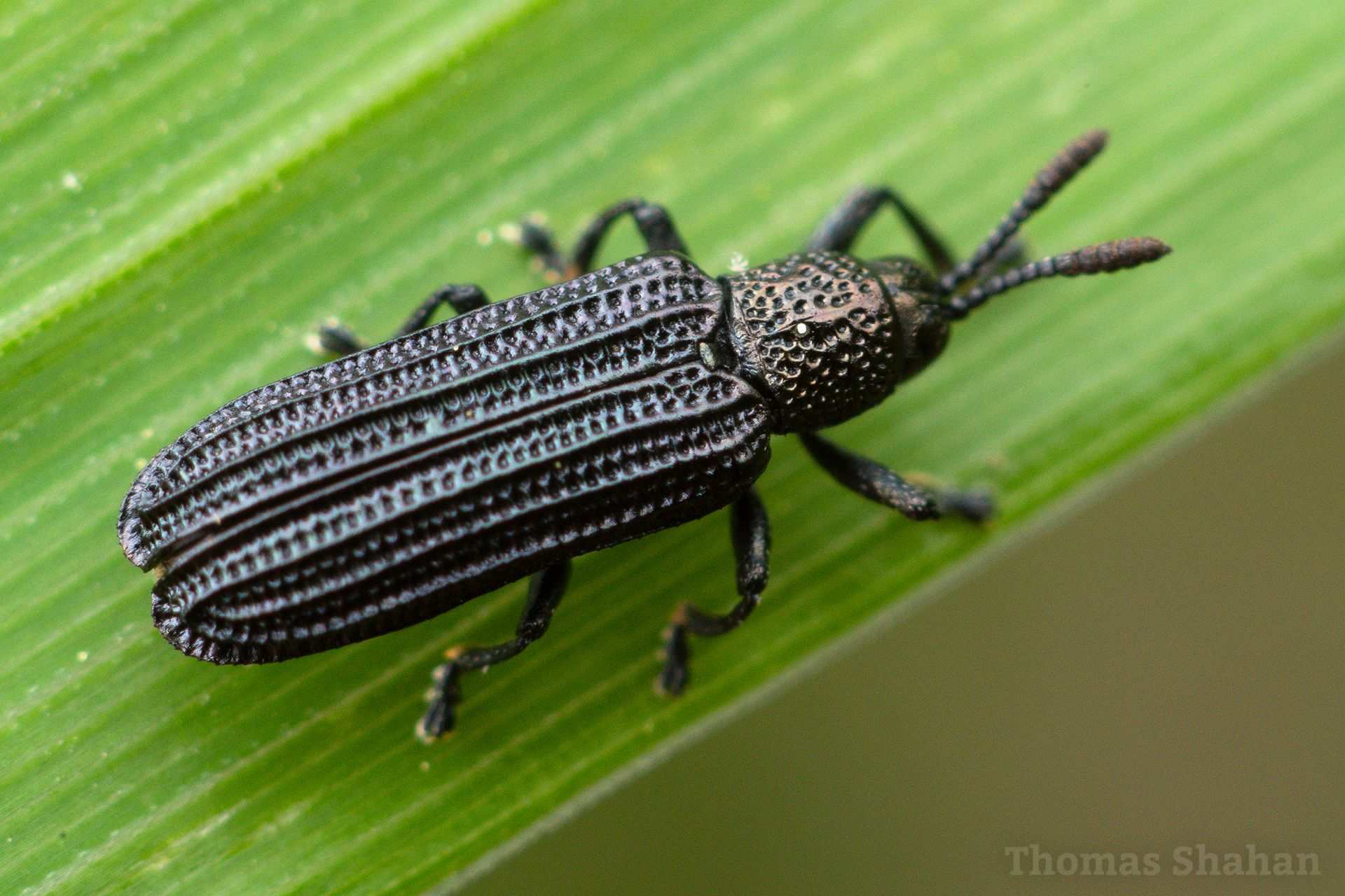 Anisostena