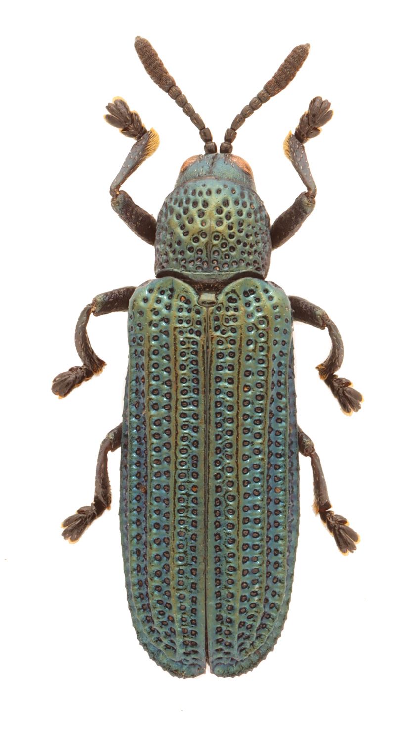 Anisostena