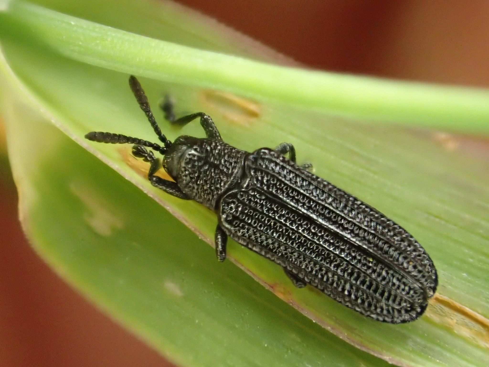 Anisostena