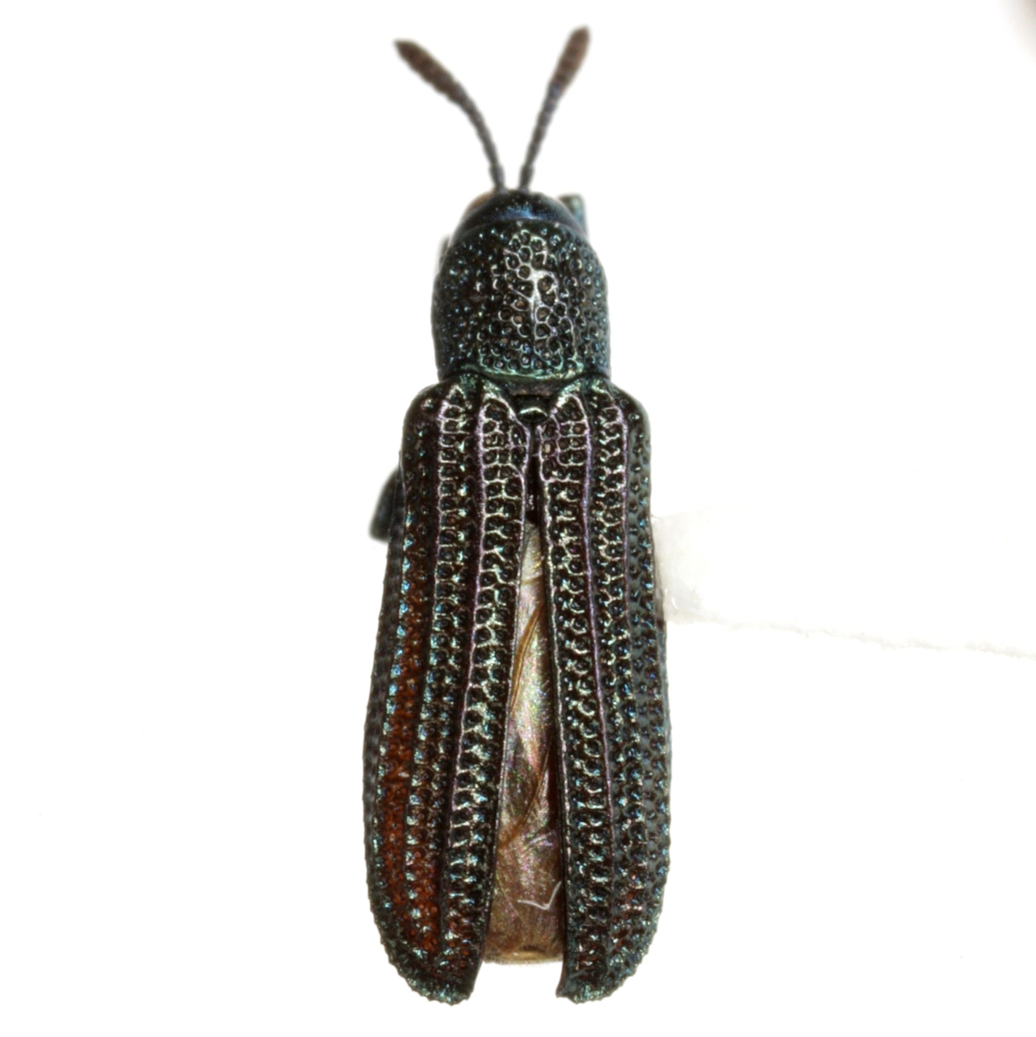 Anisostena