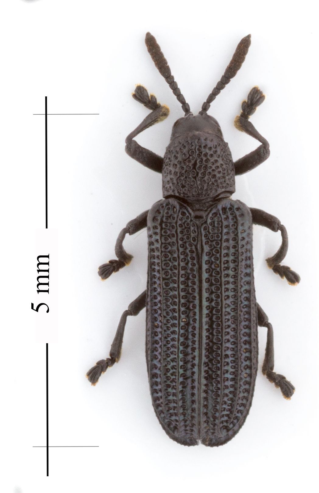 Anisostena