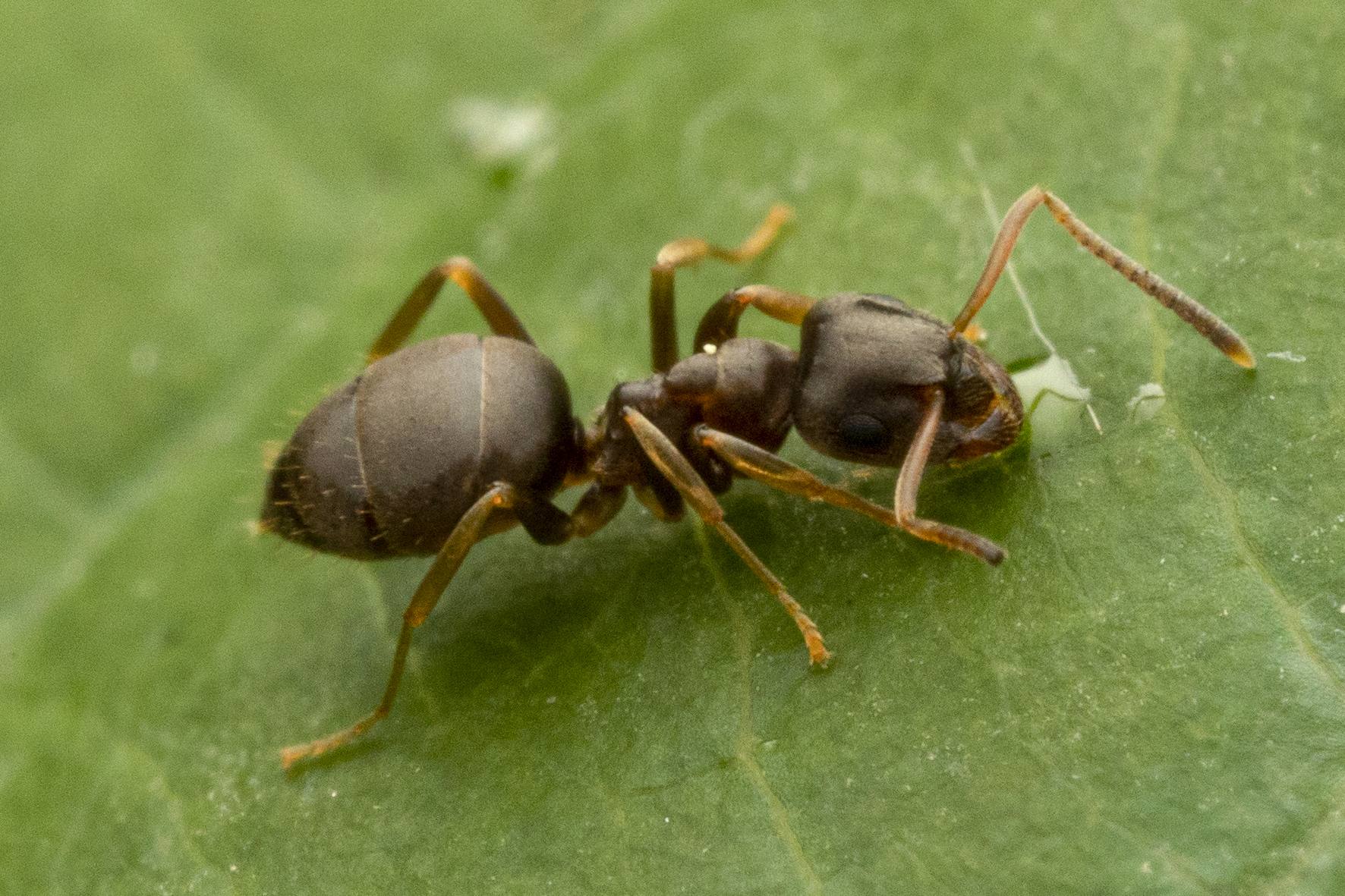 Lasius americanus