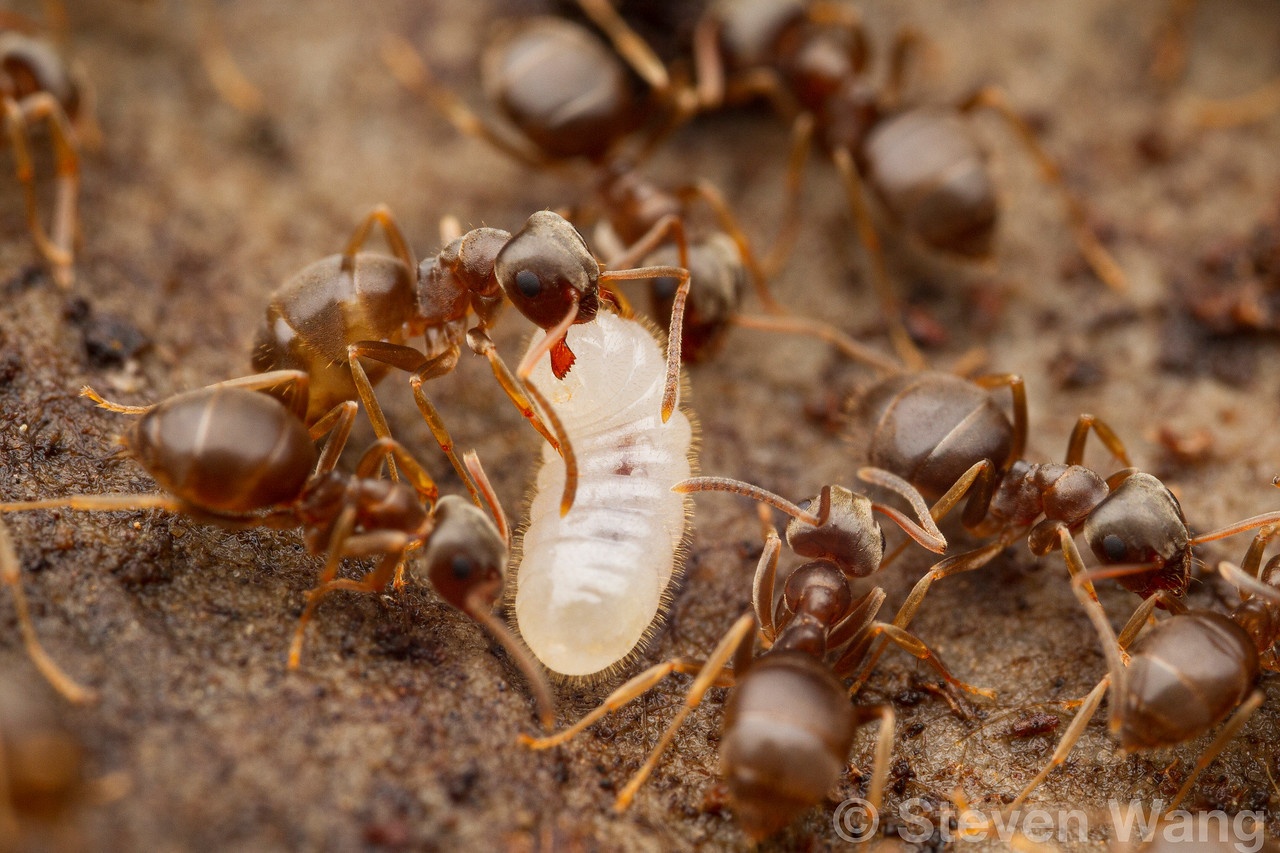 Lasius americanus