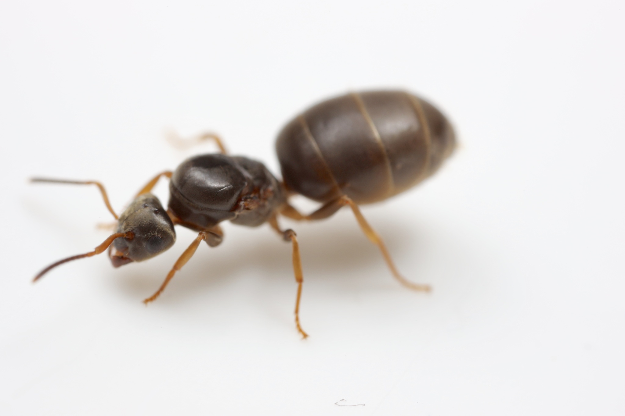 Lasius americanus