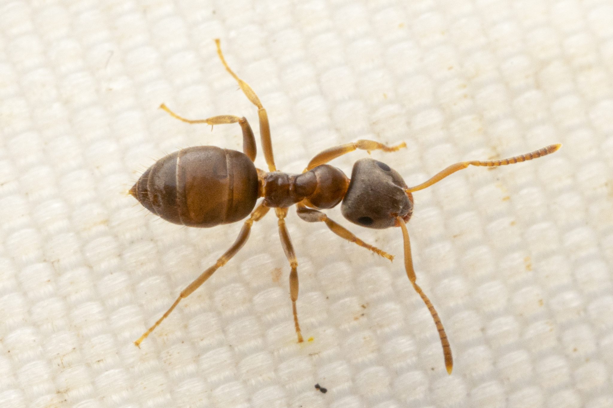 Lasius americanus