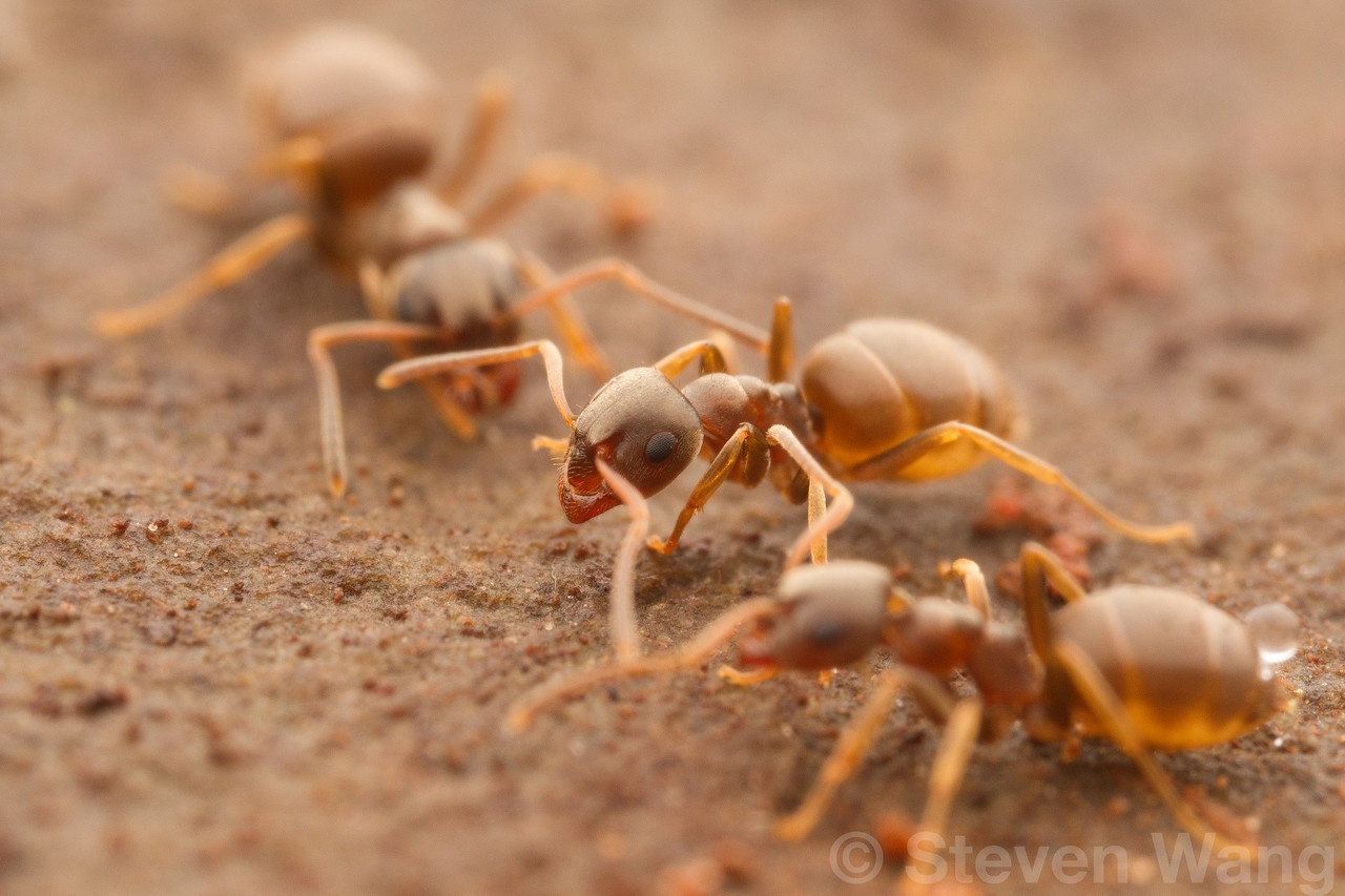 Lasius americanus