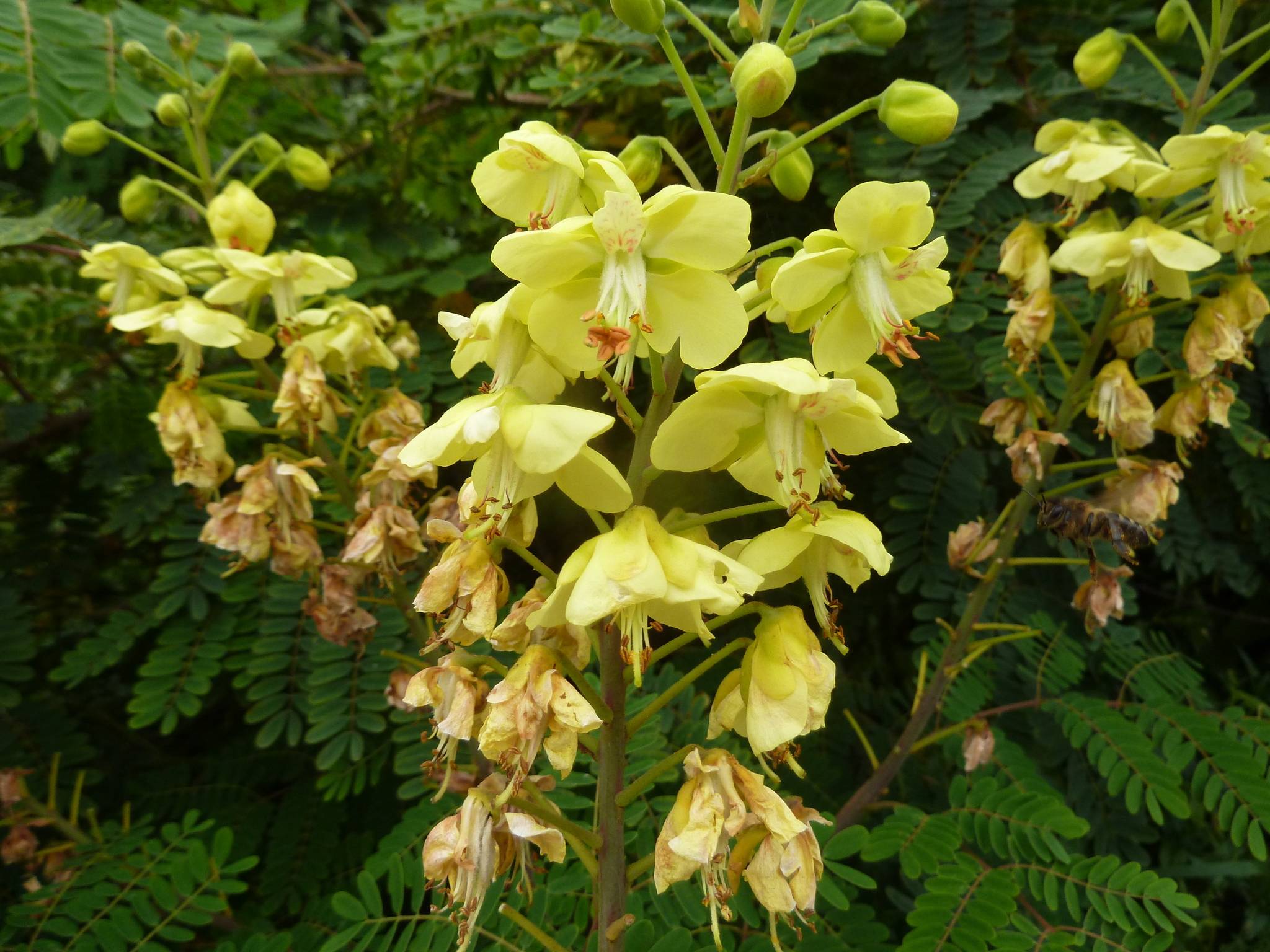 Biancaea decapetala