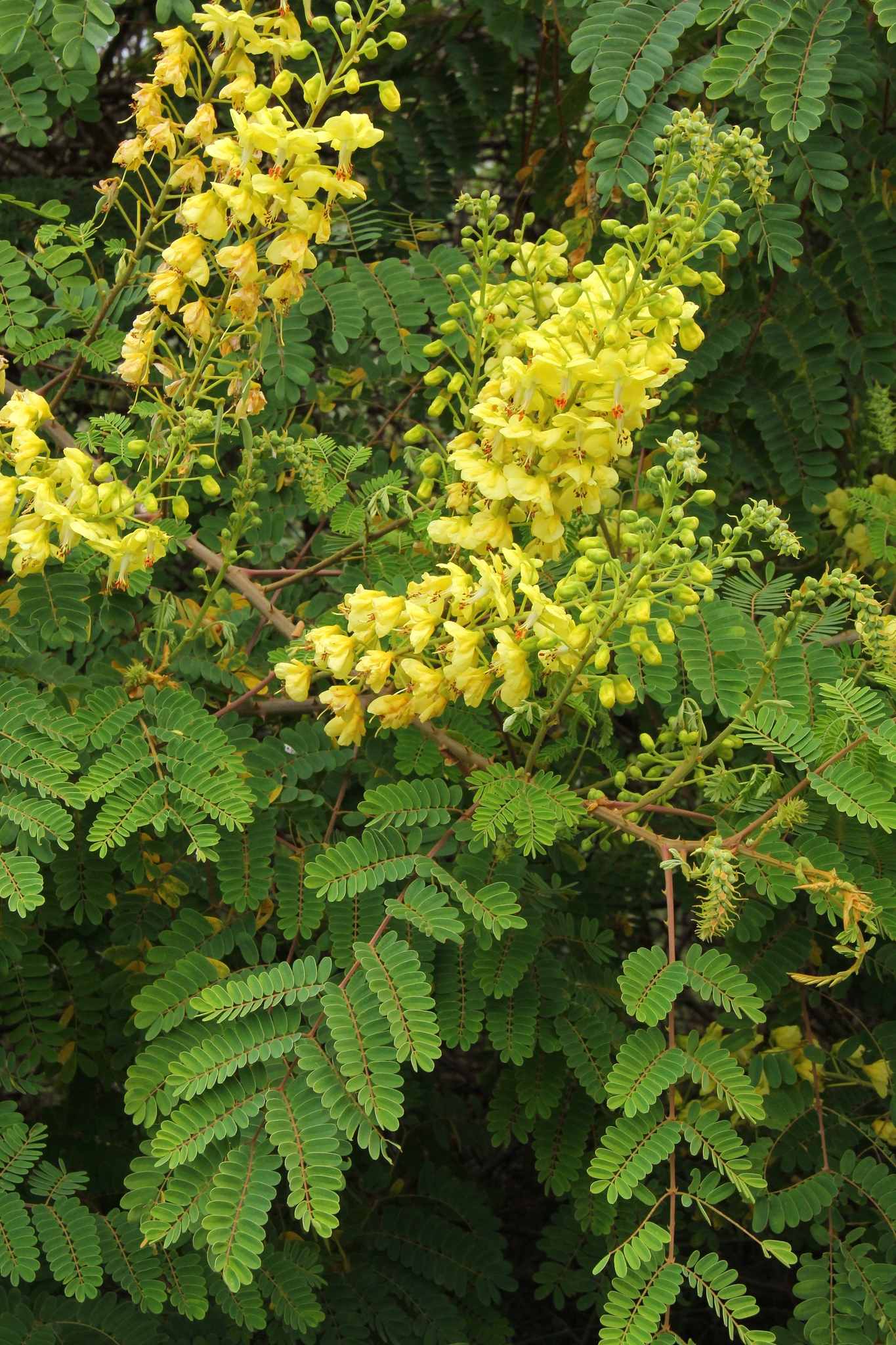 Biancaea decapetala