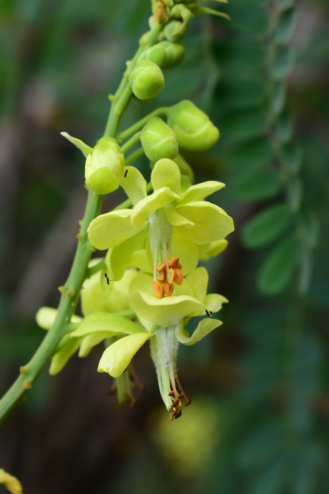 Biancaea decapetala