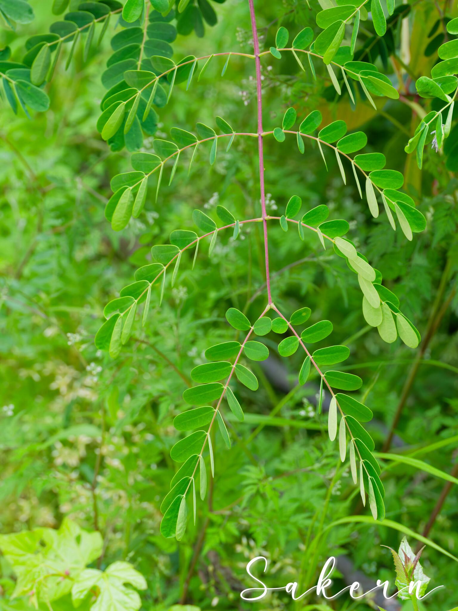 Biancaea decapetala