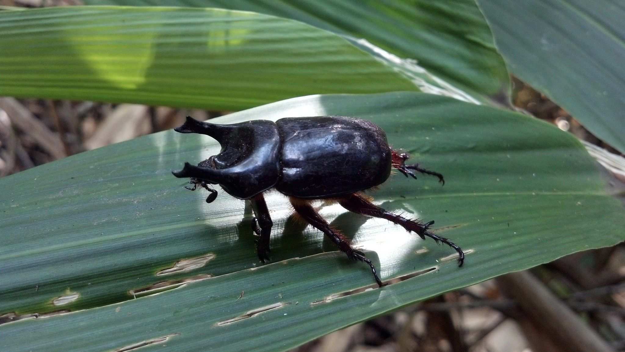 Bothynus