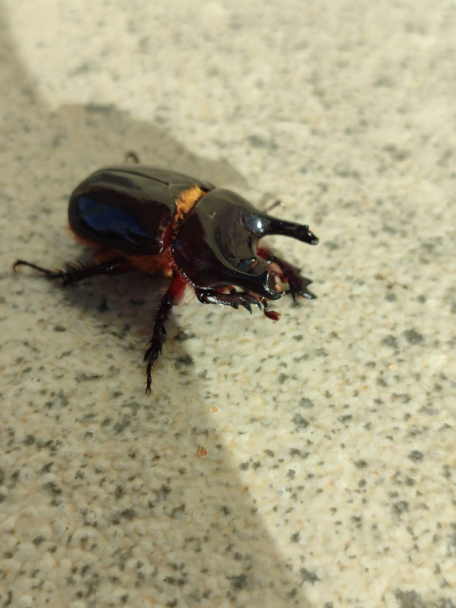 Bothynus
