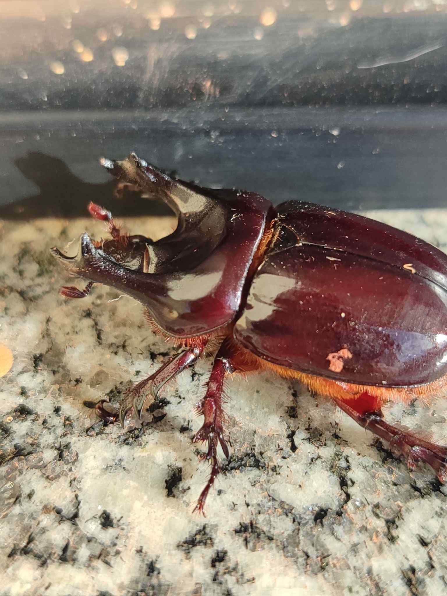 Bothynus