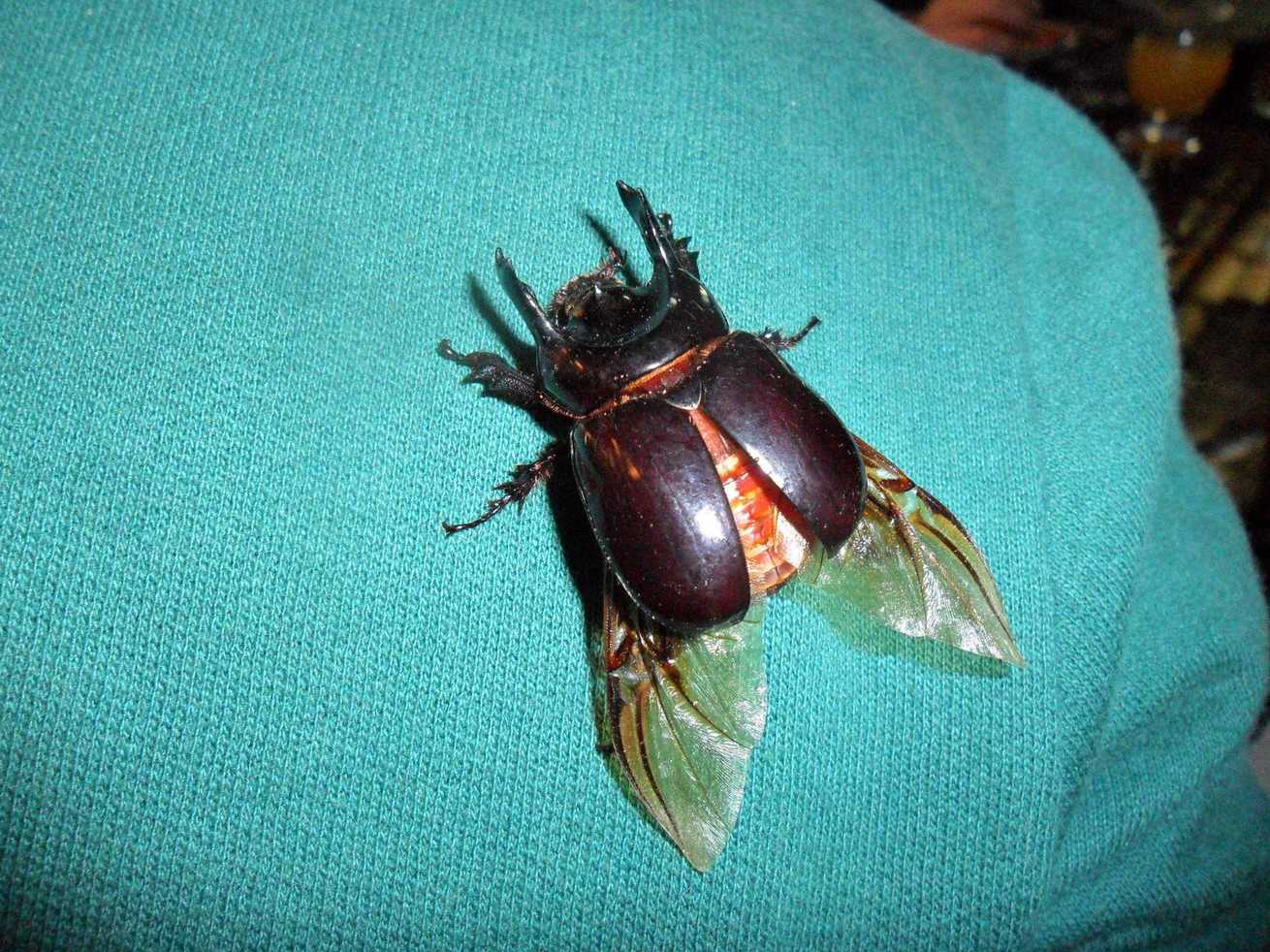 Bothynus