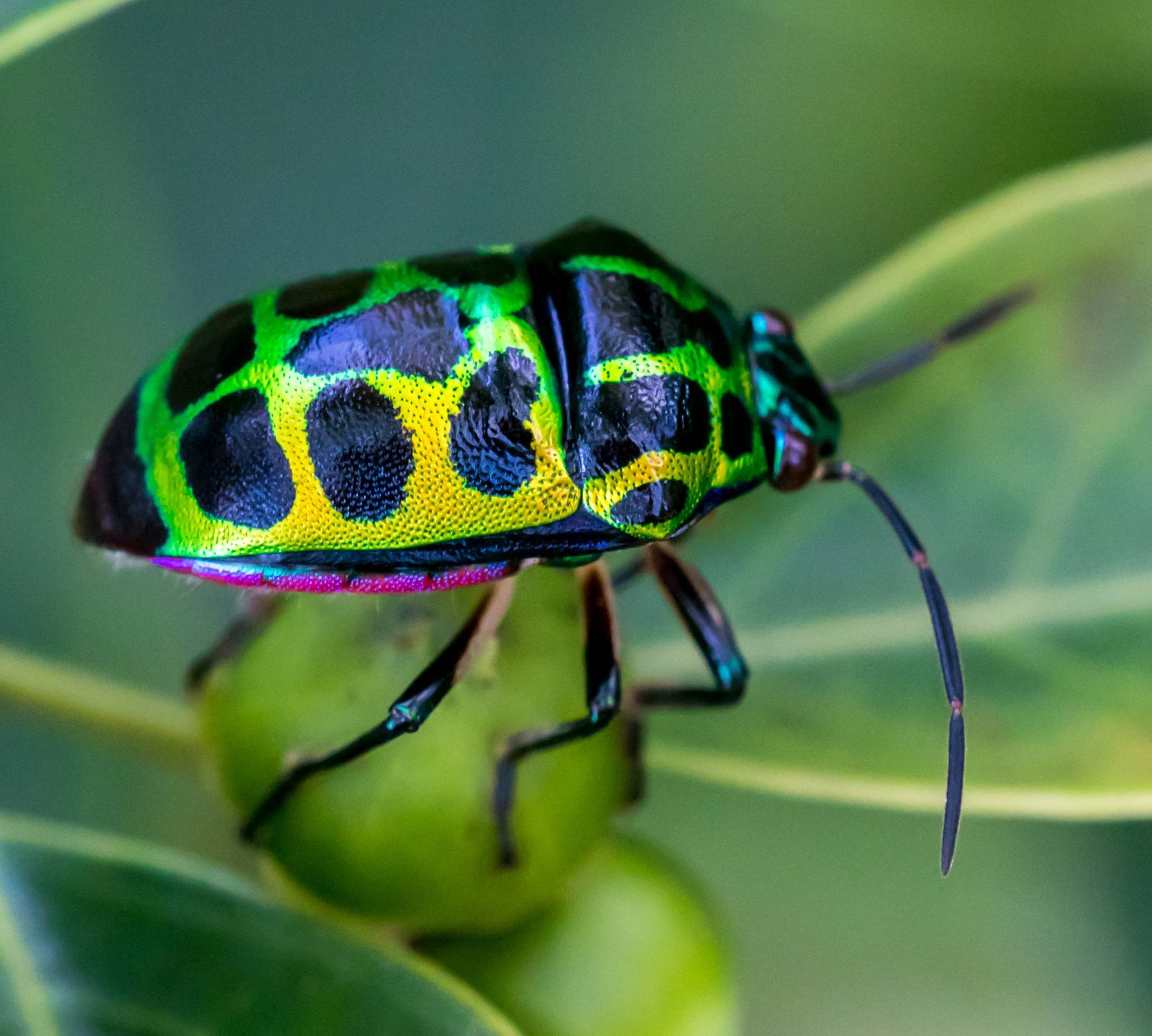Chrysocoris