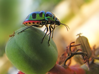 Chrysocoris