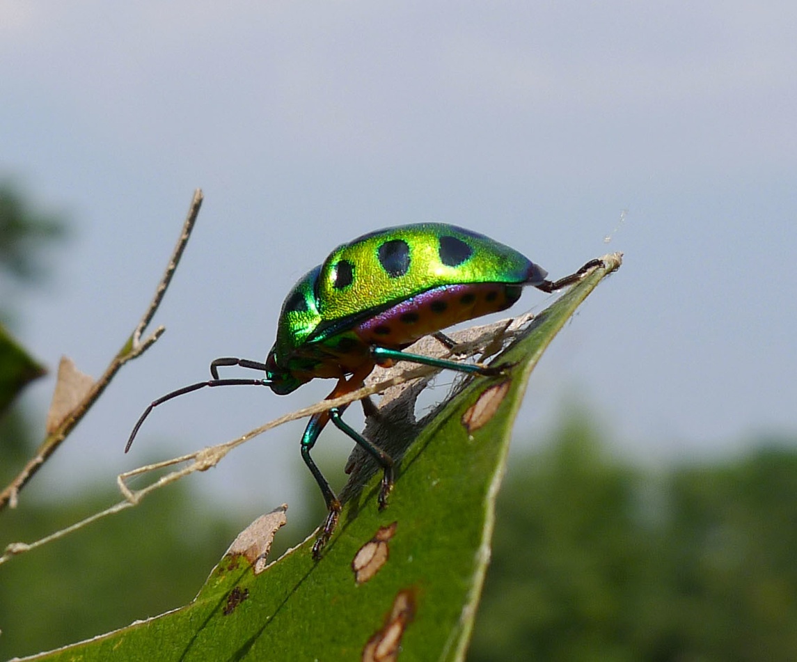 Chrysocoris