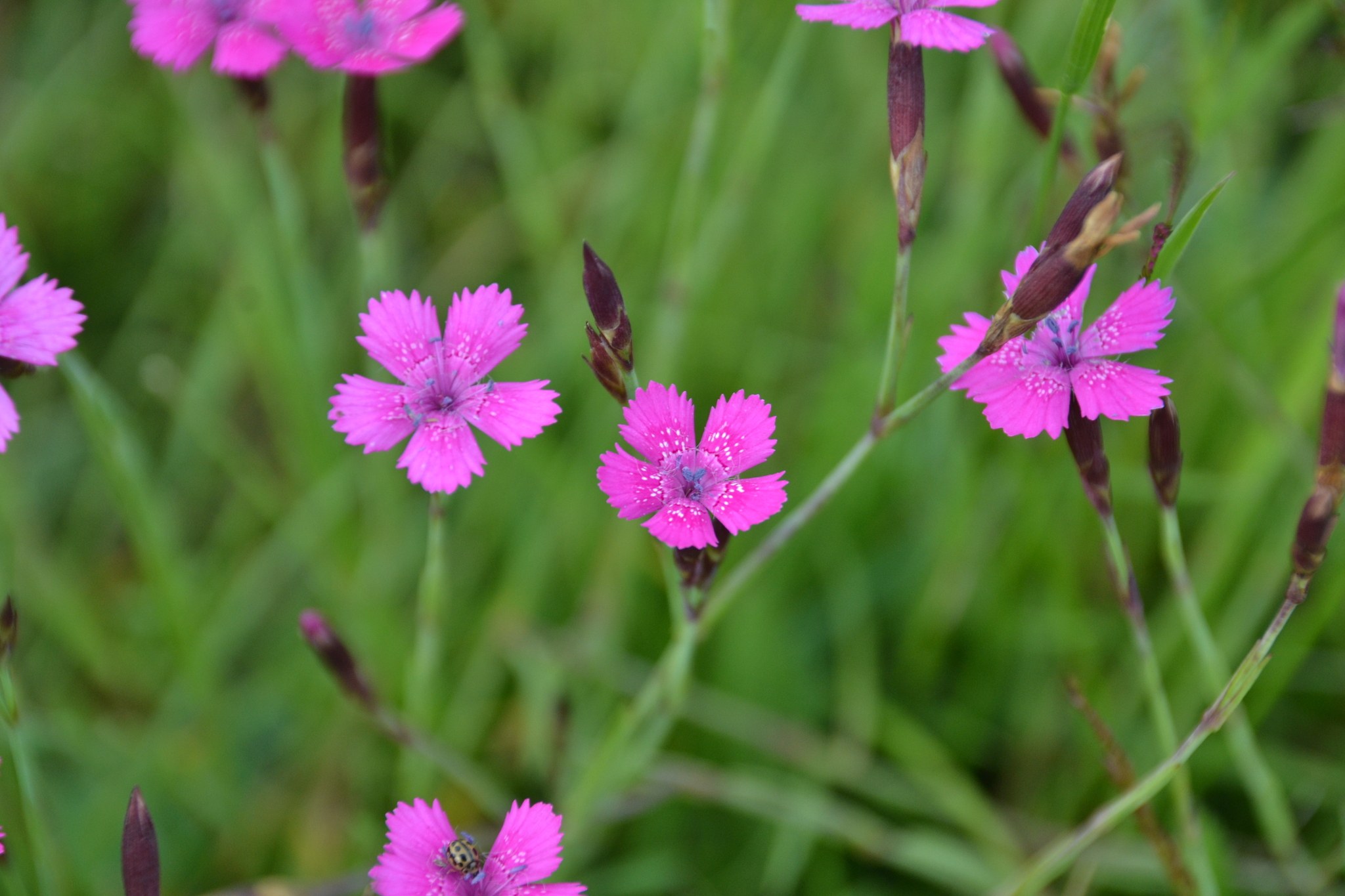 Dianthus deltoides