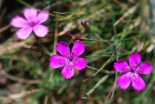 Dianthus deltoides