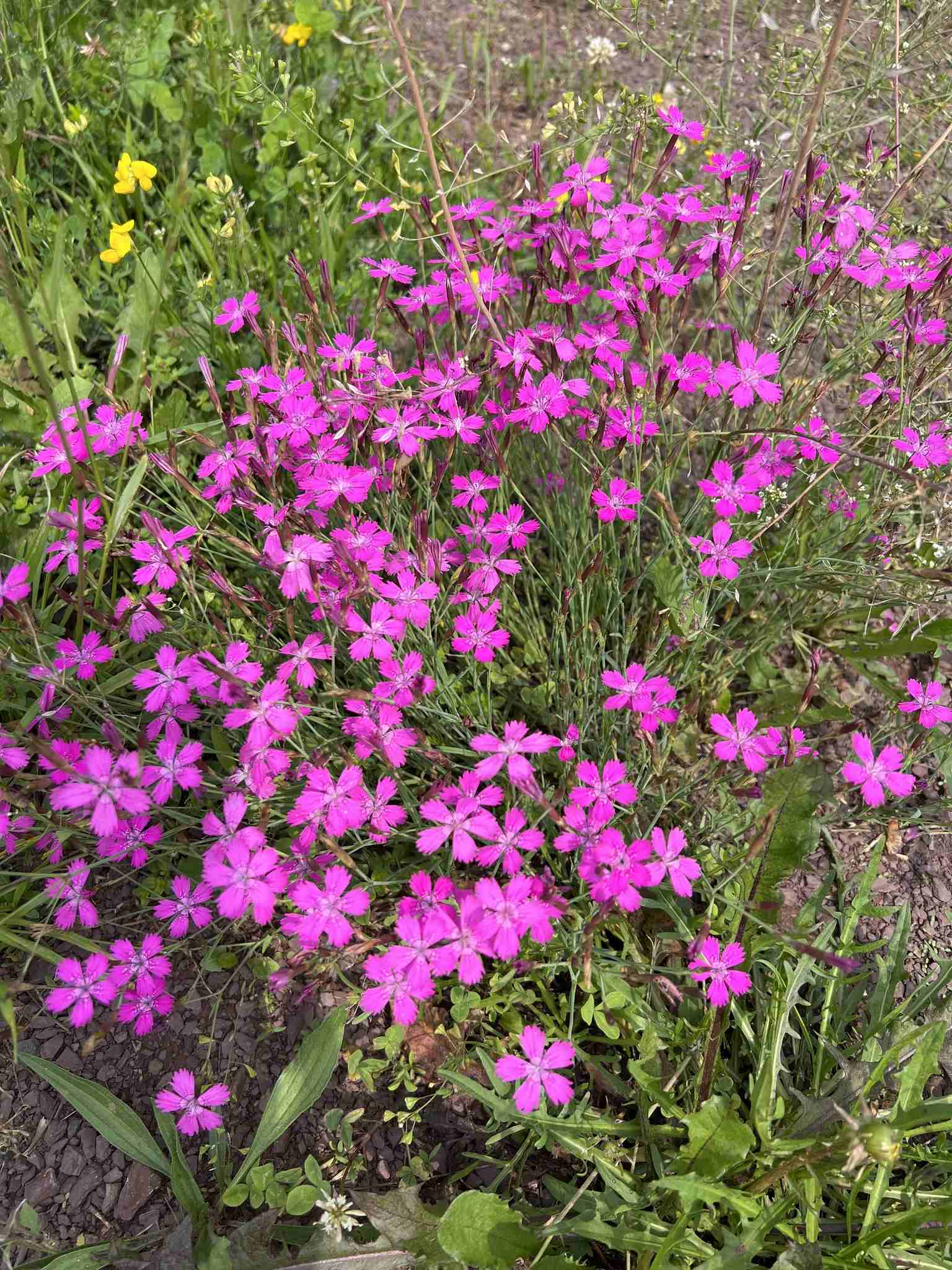 Dianthus deltoides
