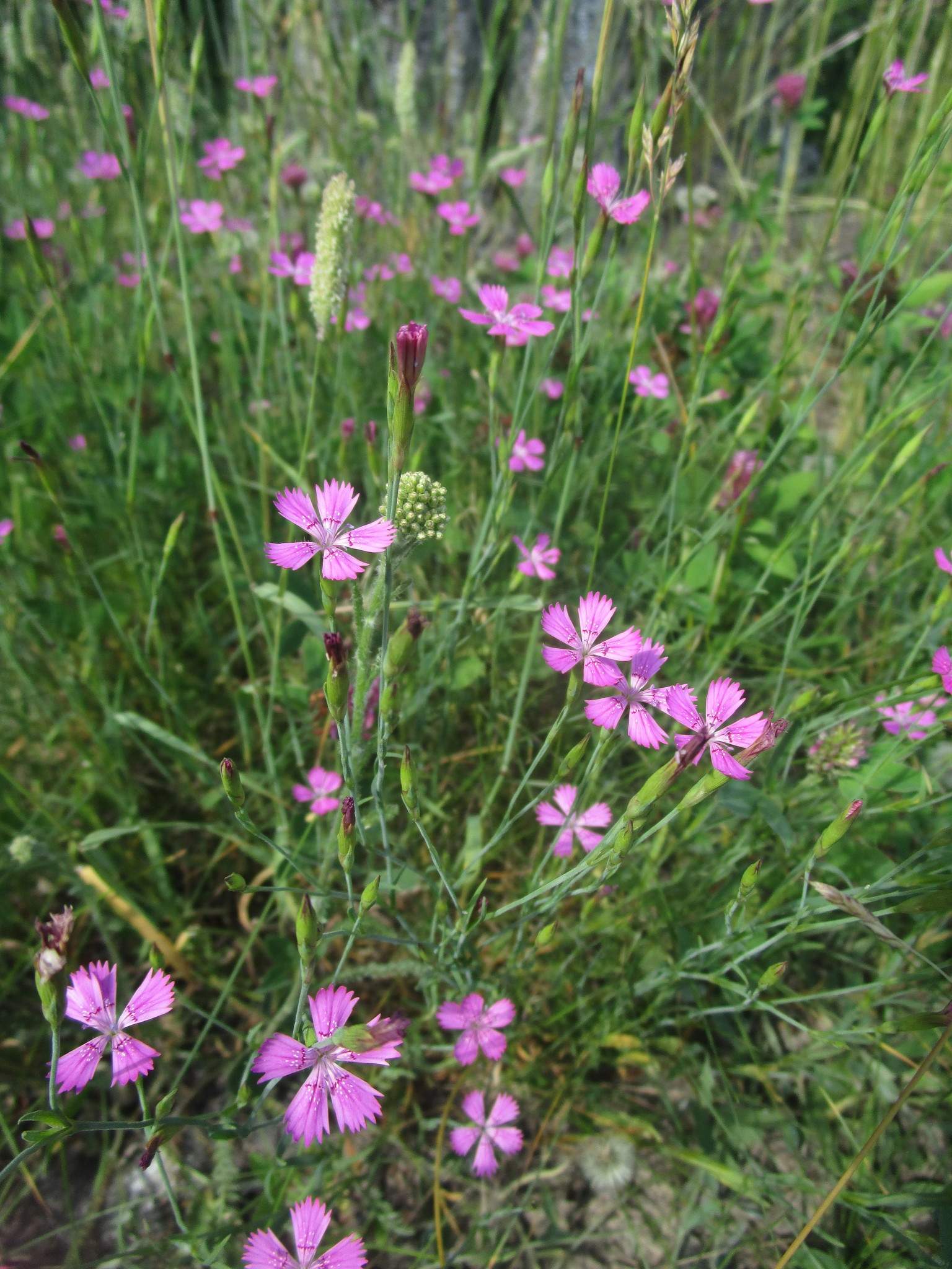 Dianthus deltoides