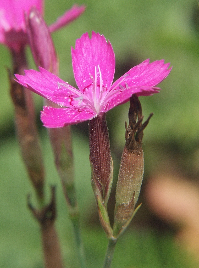 Dianthus deltoides