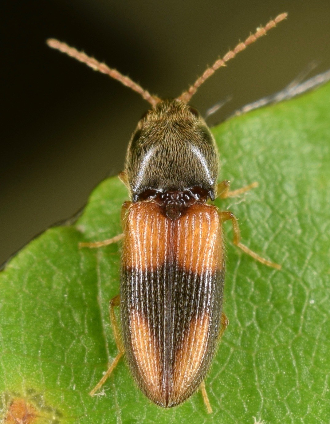 Horistonotus