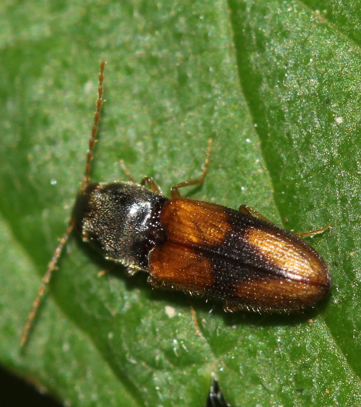 Horistonotus