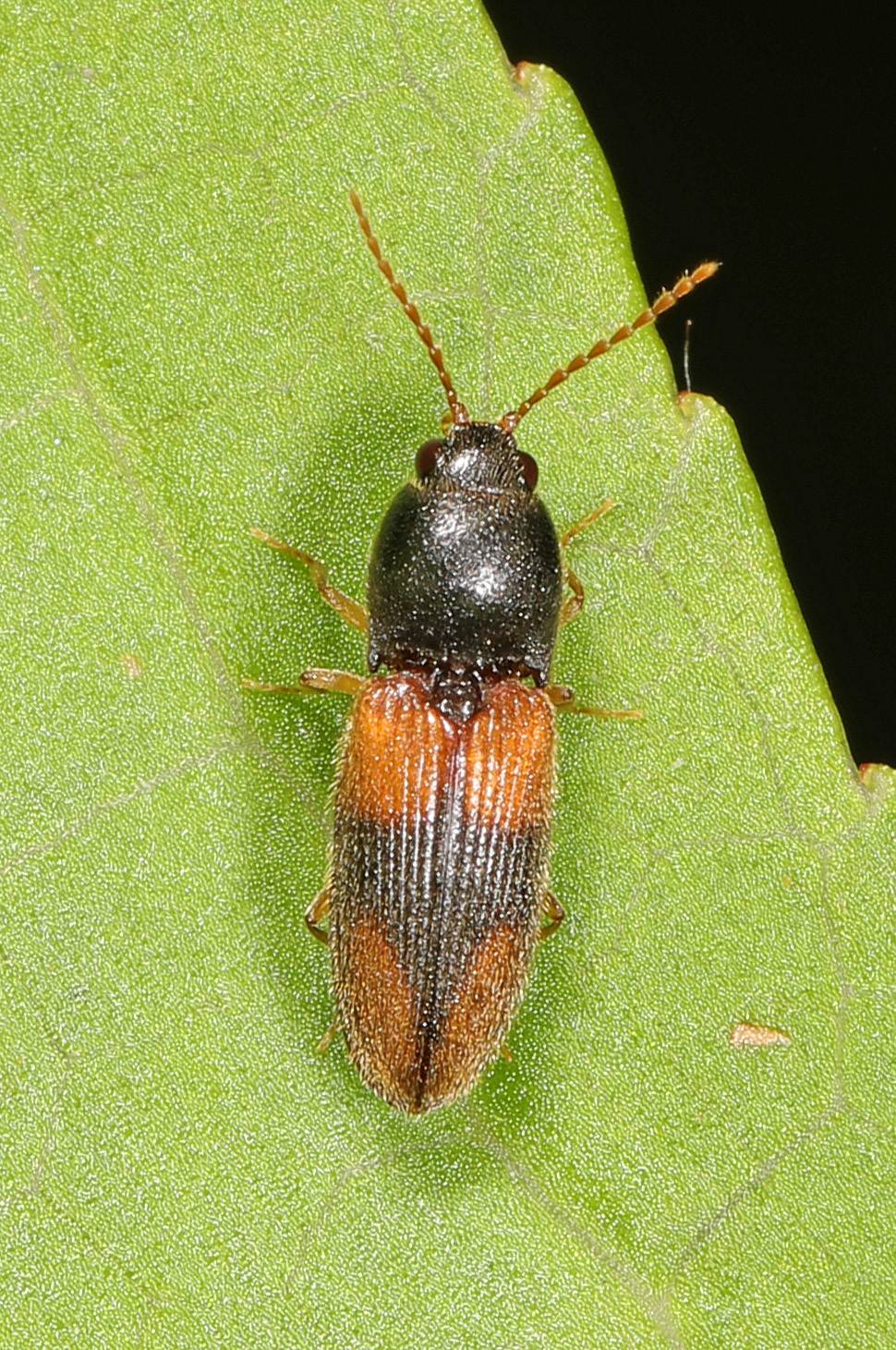 Horistonotus