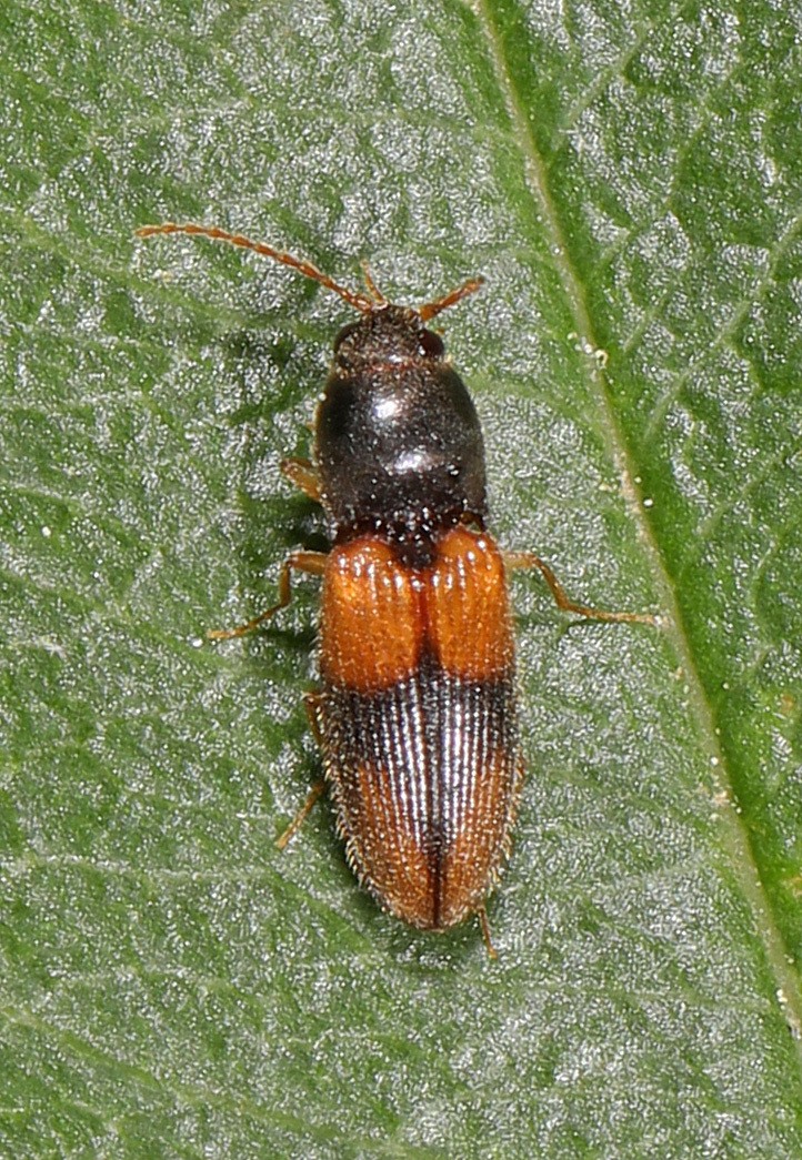 Horistonotus