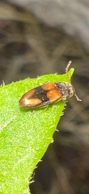 Horistonotus