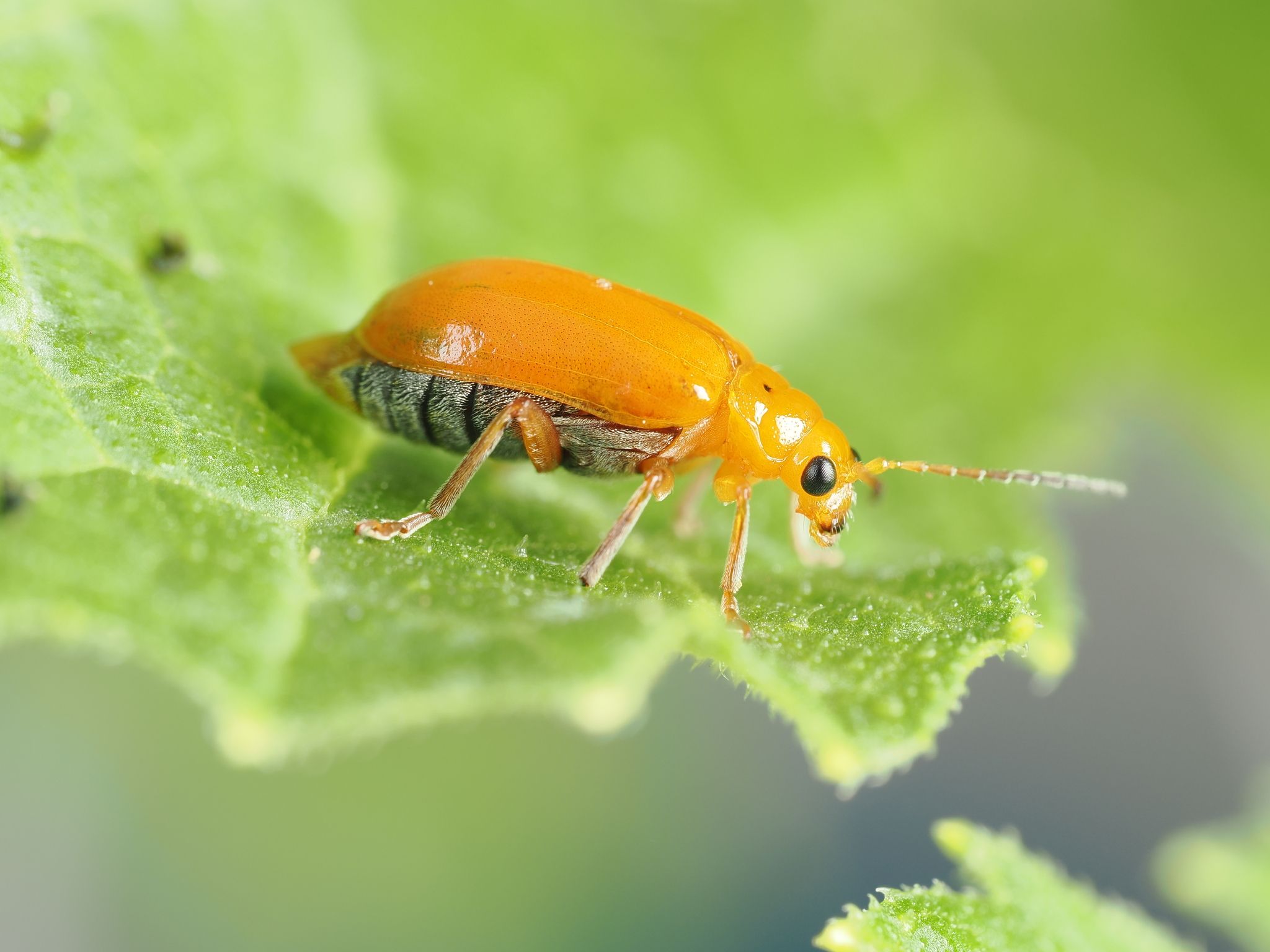 Aulacophora abdominalis