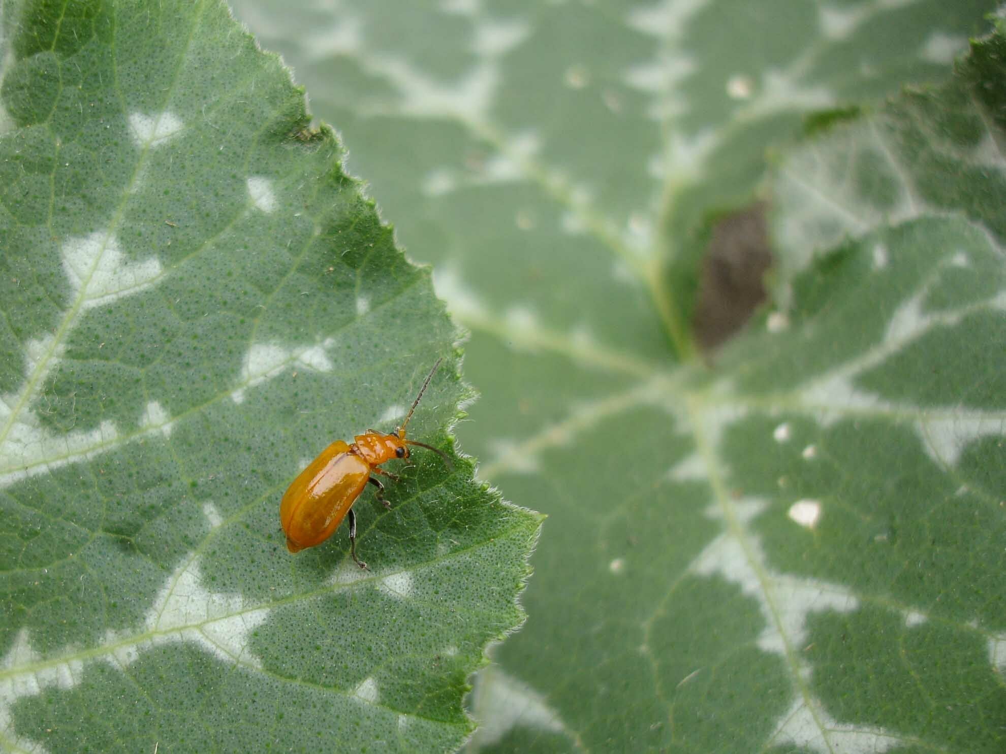 Aulacophora abdominalis