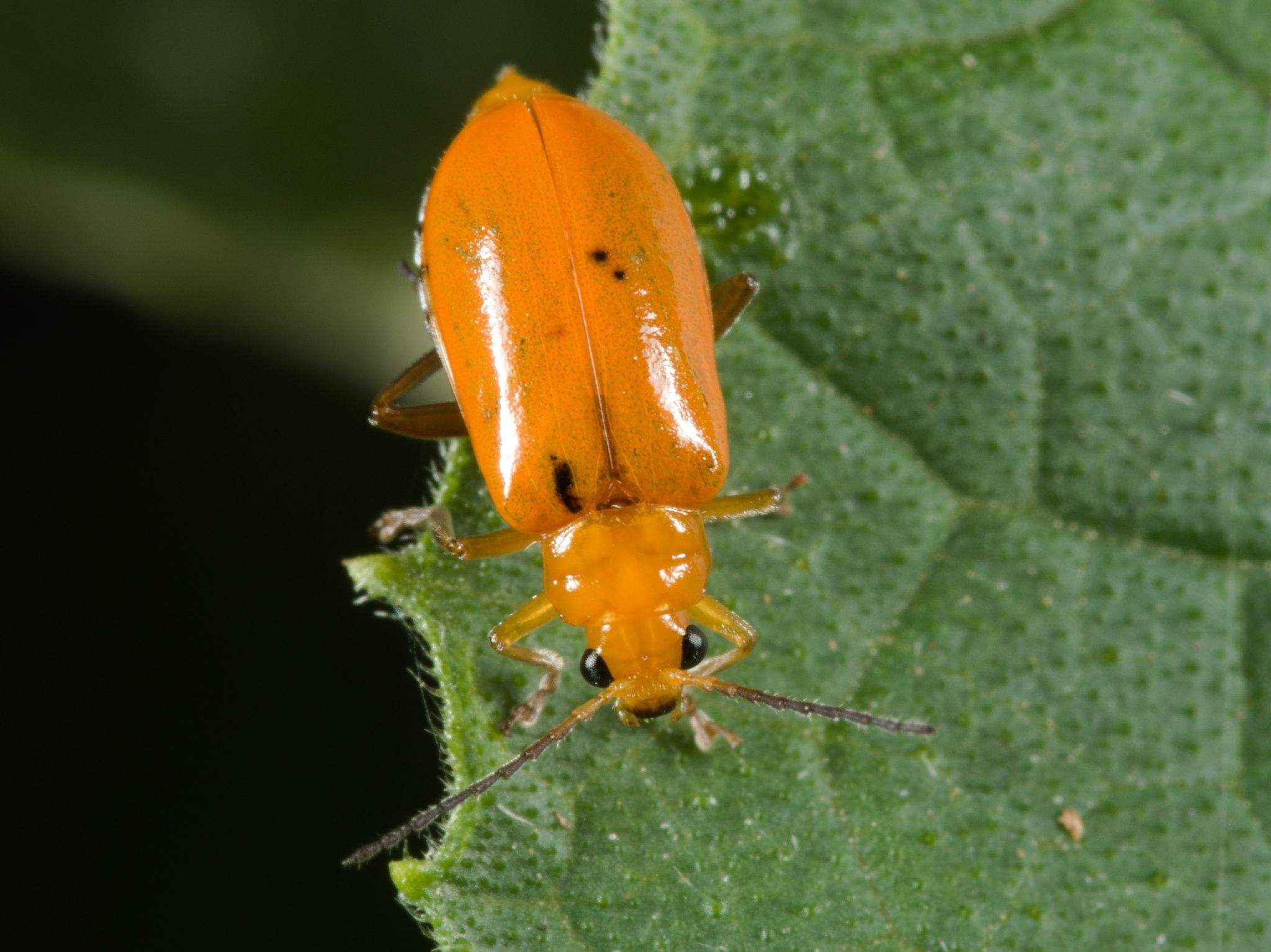Aulacophora abdominalis