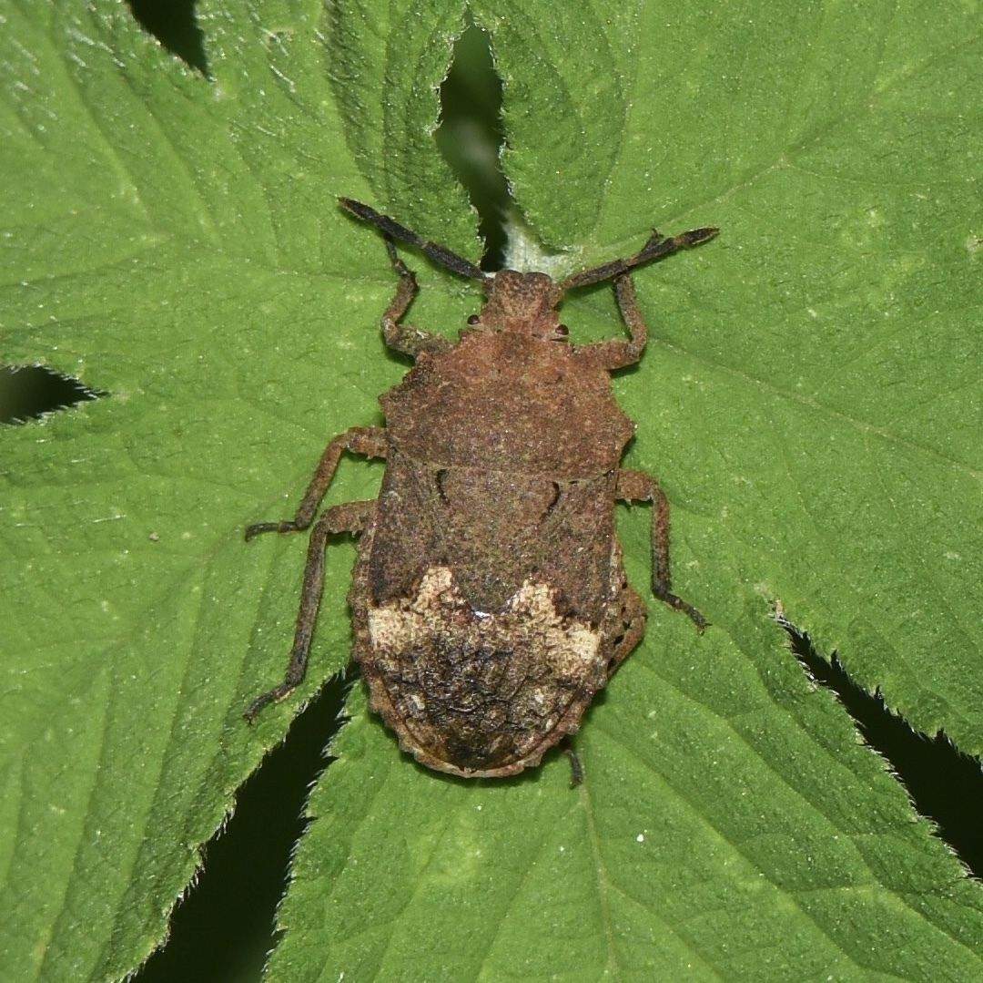 Megymenum brevicorne