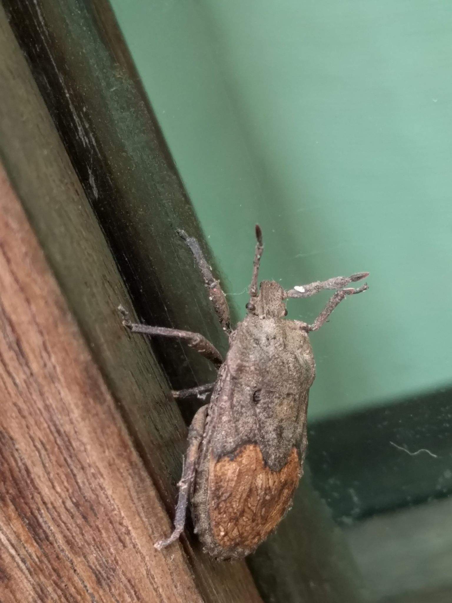 Megymenum brevicorne