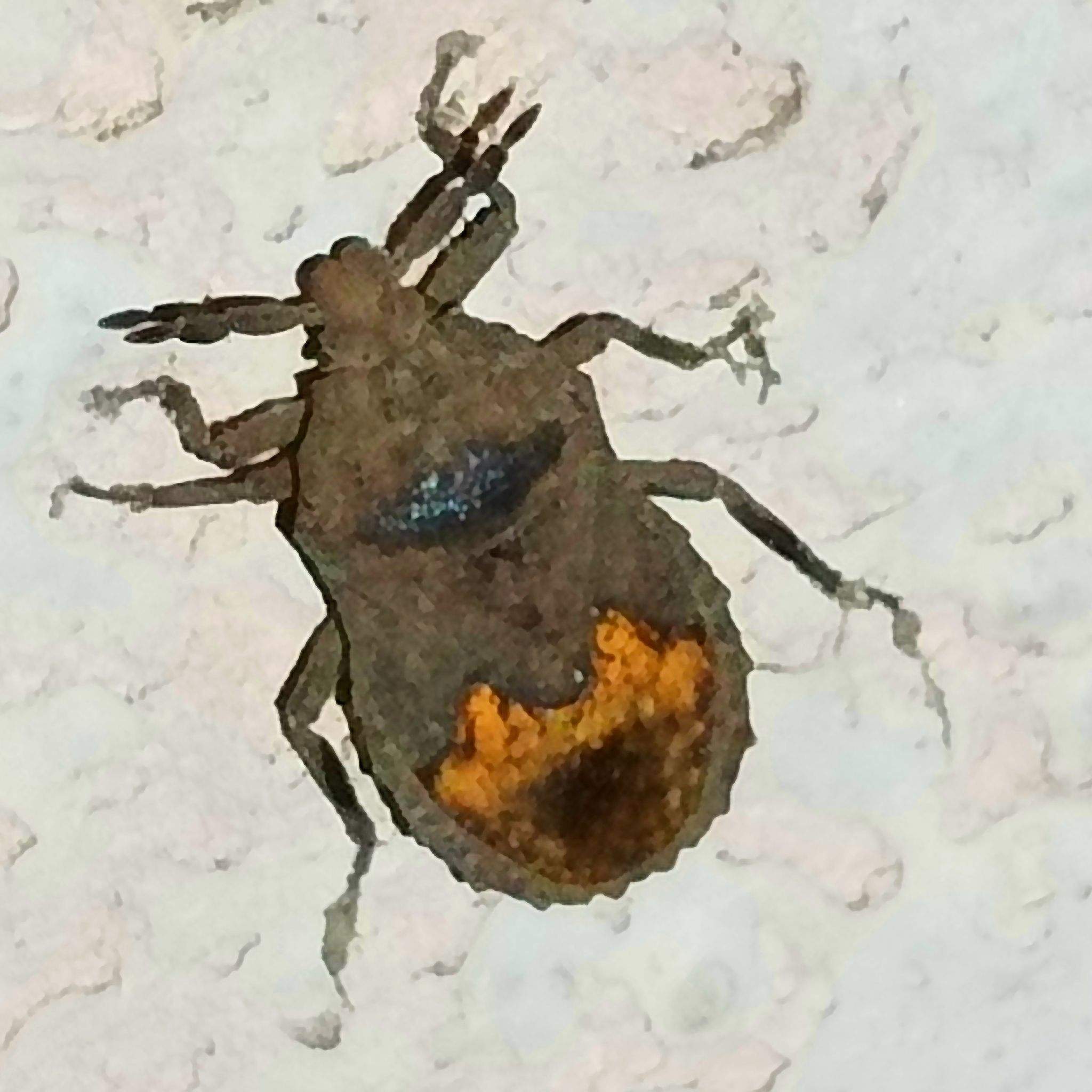 Megymenum brevicorne