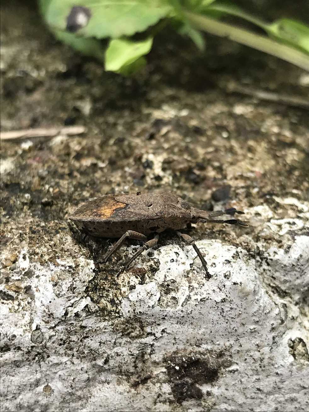 Megymenum brevicorne