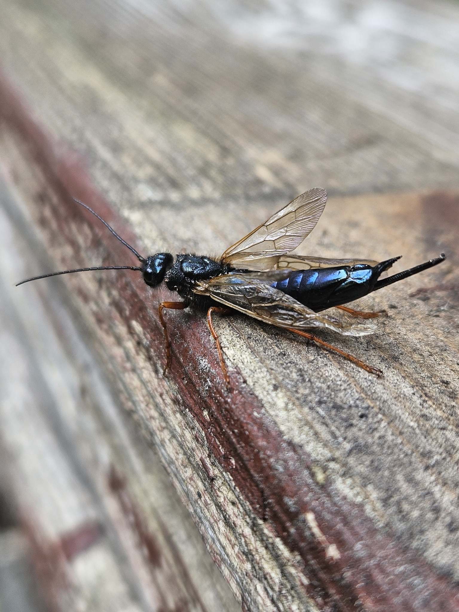 Sirex cyaneus