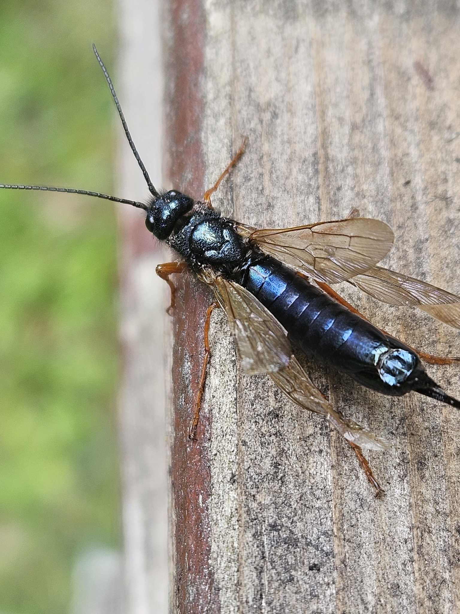 Sirex cyaneus