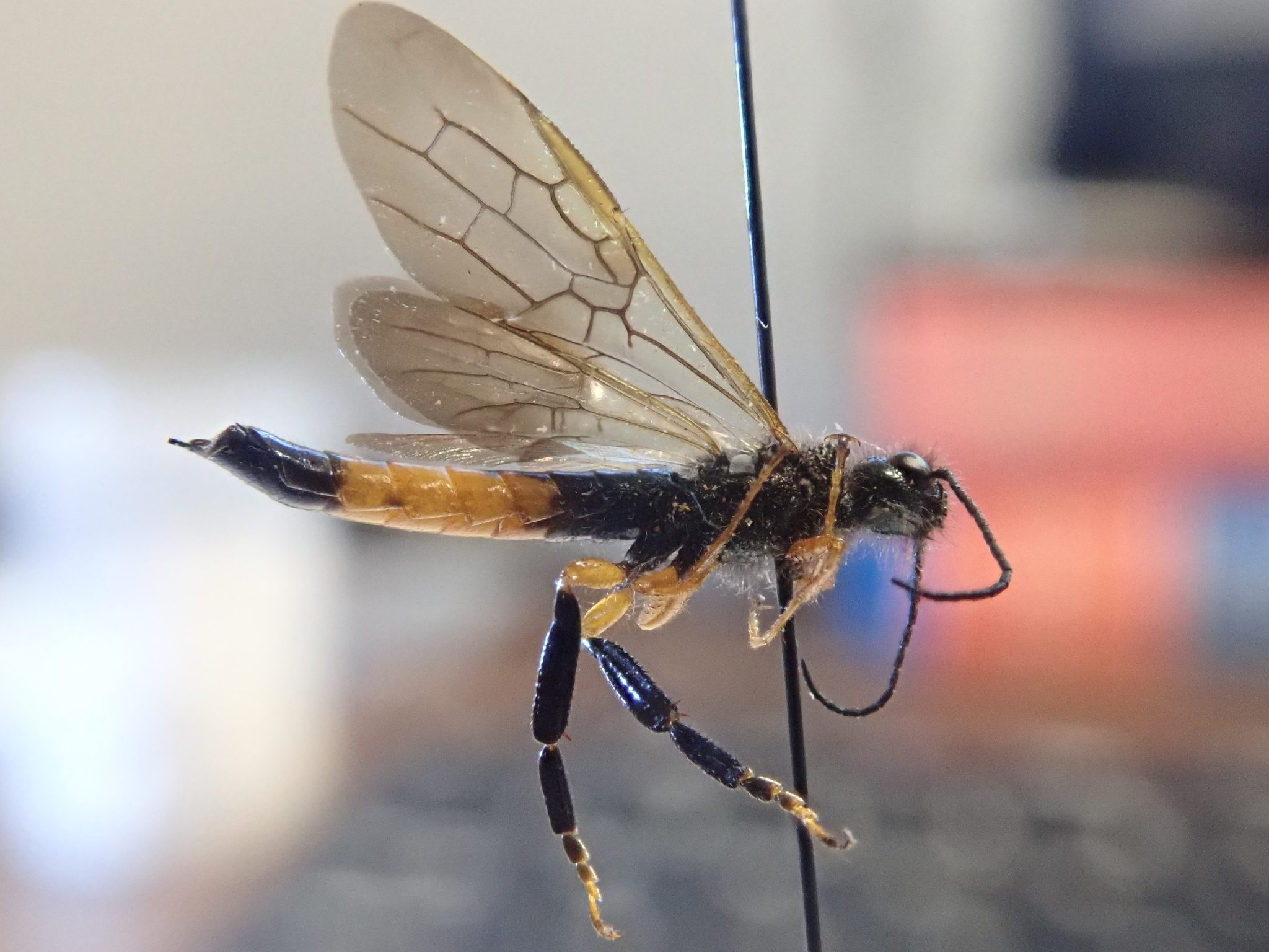 Sirex cyaneus