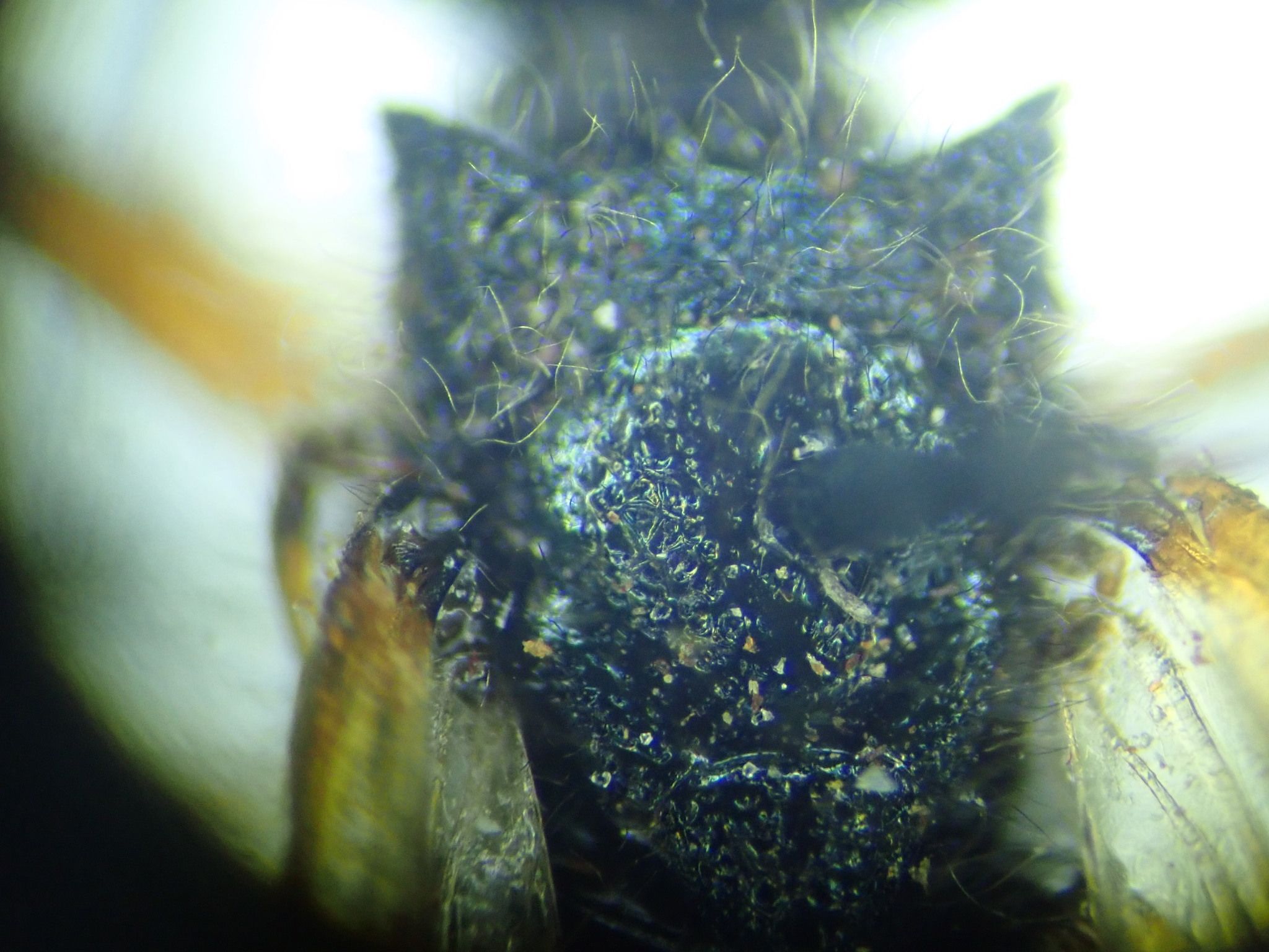 Sirex cyaneus